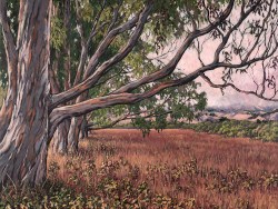 painting in a grove of eucalyptus trees in Marin County