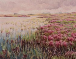 heather in NW Scotland