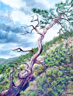 Oil painting of Ponderosa pine tree, Spring Gulch, Colorado