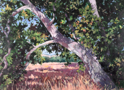 oil painting of tree in Sycamore Grove Park, Livermore