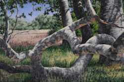 acrylic painting of tree with large entwined branches in Sycamore Grove Park, Livermore